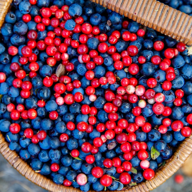 Basket of bilberry and cowberry in the forest near the tree among the blueberry bushes
