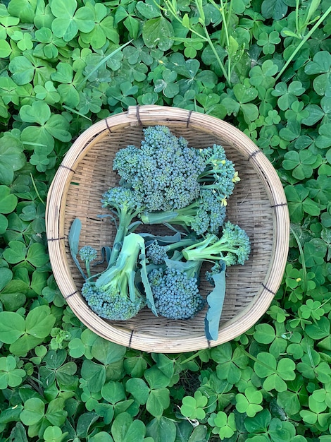 A basket of broccoli is on a lawn with clovers.