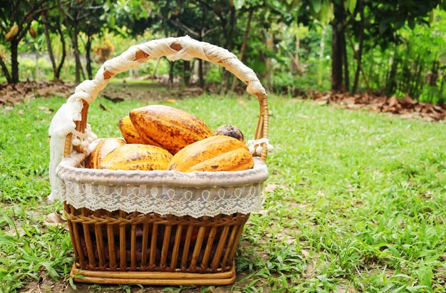 Basket of cocoa in the garden