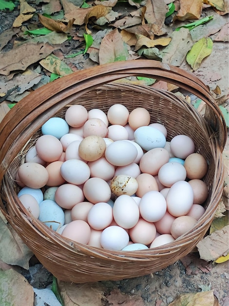 A basket of eggs is on the ground with leaves on the ground.