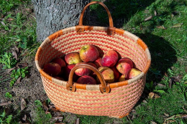 Cesto di mele fresche sul tavolo di legno in giardino