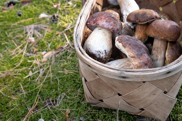 Basket of fresh autumn mushrooms Basket with edible mushrooms Boletus edulis