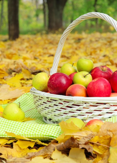 Basket of fresh ripe apples in garden on autumn leaves