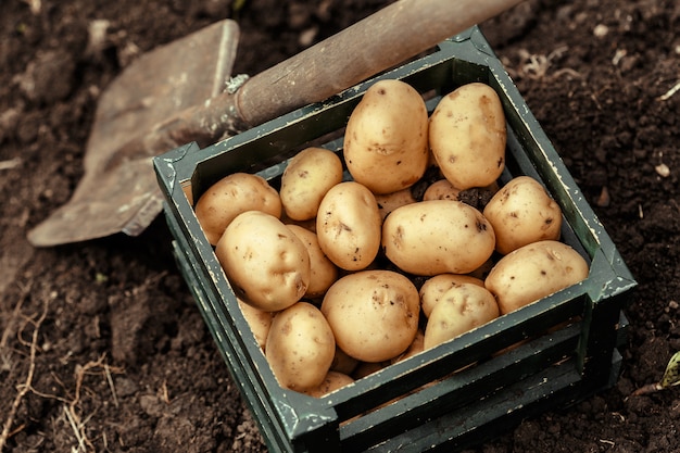 Basket of fresh tasty new potatoes.