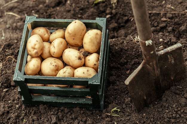 Photo basket of fresh tasty new potatoes.