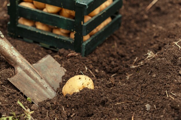 Basket of fresh tasty new potatoes