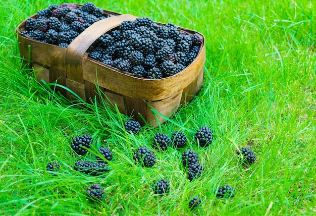 Basket of freshly picked blackberries, on a background of green grass.