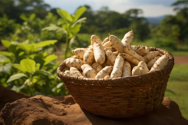 a basket full of cassava