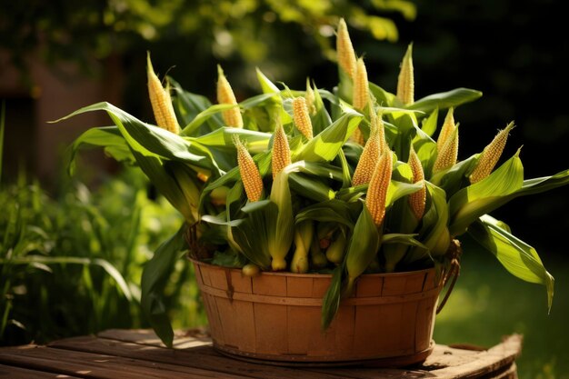 a basket full of corns