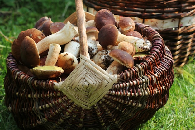 Foto cesto pieno di funghi porcini freschi nella foresta