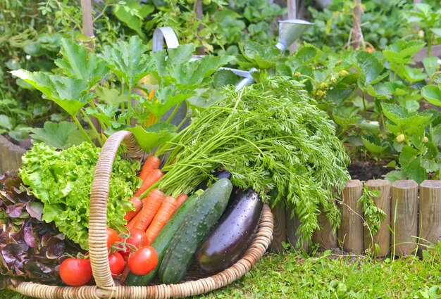 Basket full of fresh vegetables in front of a vegatable garden