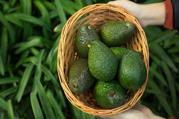 Basket full of green ripe avocados