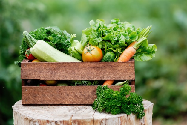 Basket full of Harvest Organic Vegetables and Root on Organic Bio Farm. 