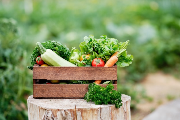 Basket full of Harvest Organic Vegetables and Root on Organic Bio Farm.