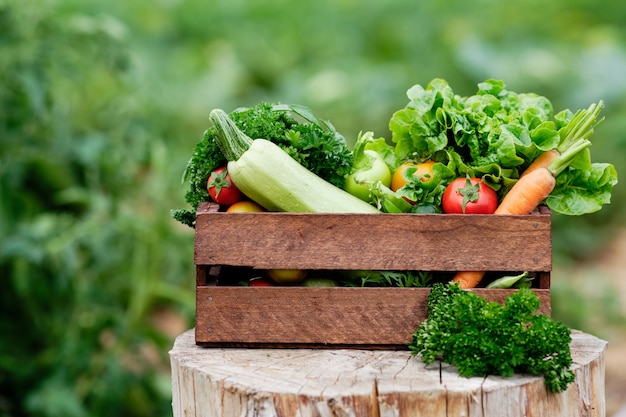 Basket full of Harvest Organic Vegetables and Root on Organic Bio Farm.