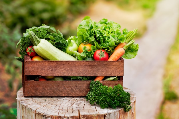 Basket full of Harvest Organic Vegetables and Root on Organic Bio Farm. 