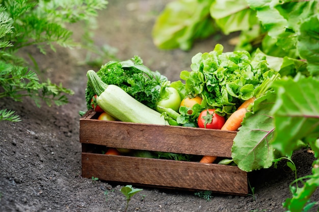 Basket full of Harvest Organic Vegetables and Root on Organic Bio Farm.