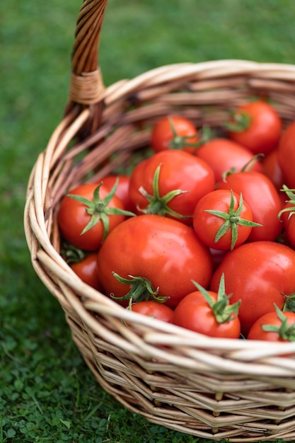 Basket full of red freshly picked tomatoes standing on green grass