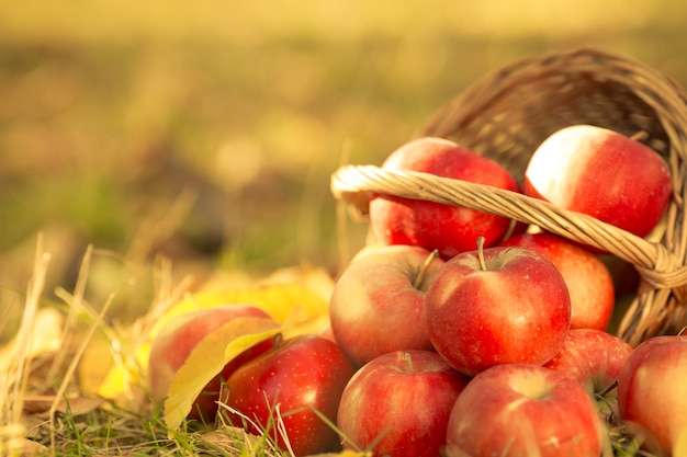 Basket full of red juicy apples scattered in a grass in autumn garden