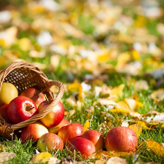 Basket full of red juicy apples scattered in a grass in autumn garden