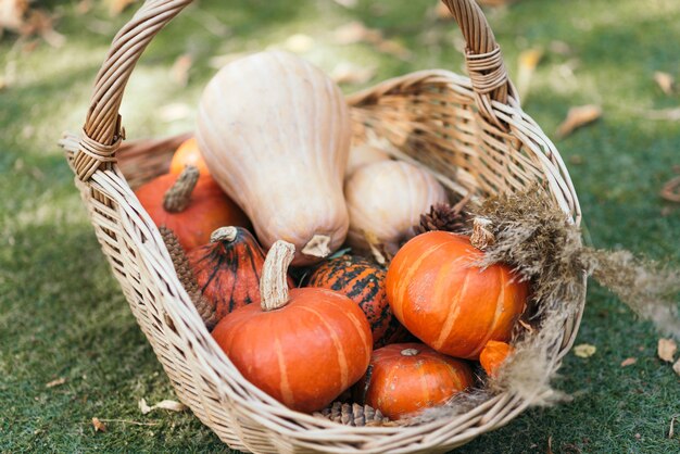 A basket full of ripe minipumpkins in an autumn garden covered with fallen leaves on the lawn
