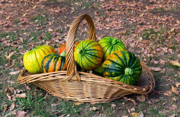 Basket full of ripe pumpkins in autumn