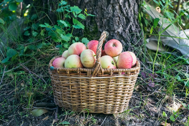 Photo basket of garden apples in the garden