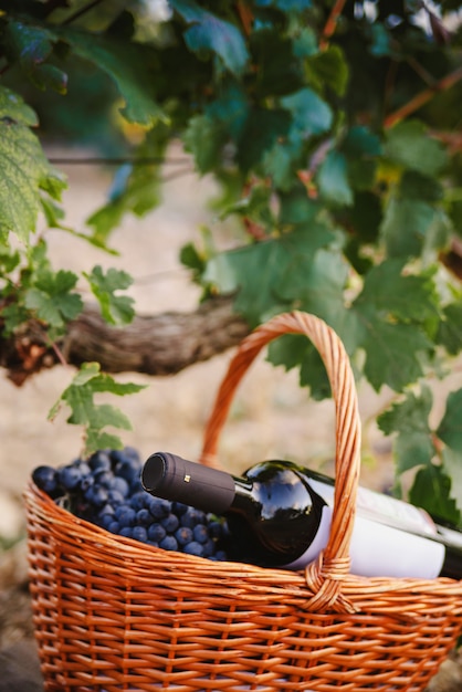 Basket of grapes with a bottle of wine in the vineyard