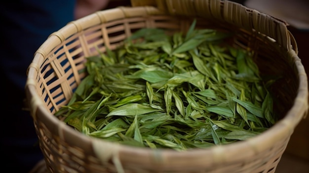 A basket of green tea leaves sits in a basket.