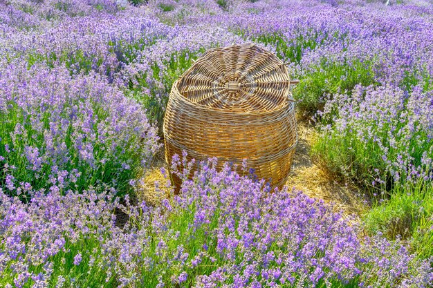 Photo basket on lavender field
