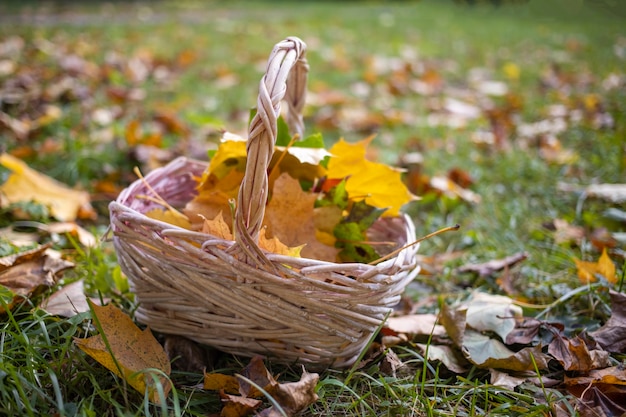 Basket of maple leaves in the autumn forest