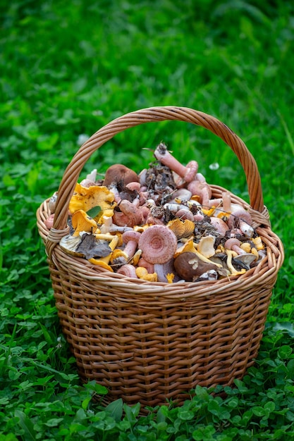 A basket of mushrooms standing behind the green grass Gifts of the forest collected in a basket