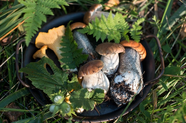 a basket of mushrooms White aspen and chanterelles mushroom harvest