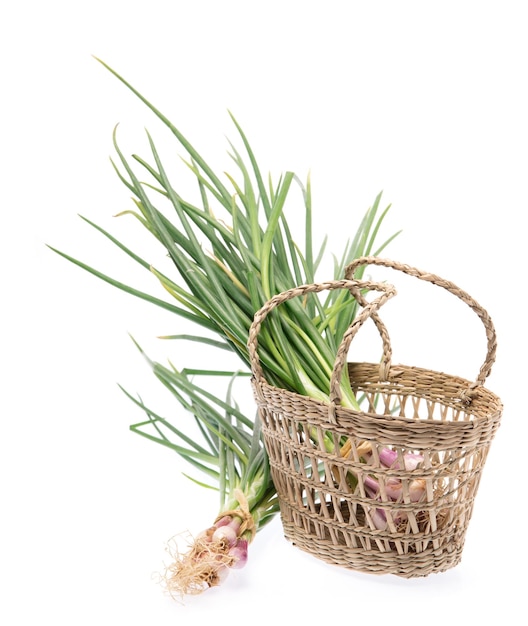 basket of onion spring isolated on white background