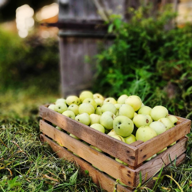 Photo basket of pure organic apple - fruit