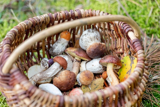 Photo basket of various edible mushrooms harvested in the forest beautiful autumn season