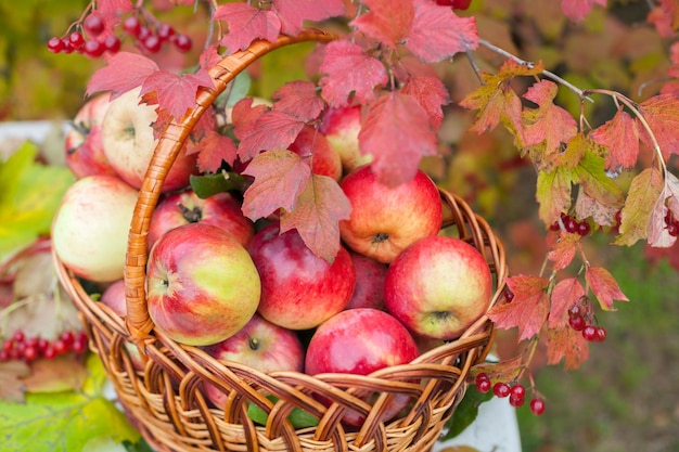 Cesto con mele sull'erba nel frutteto autunnale