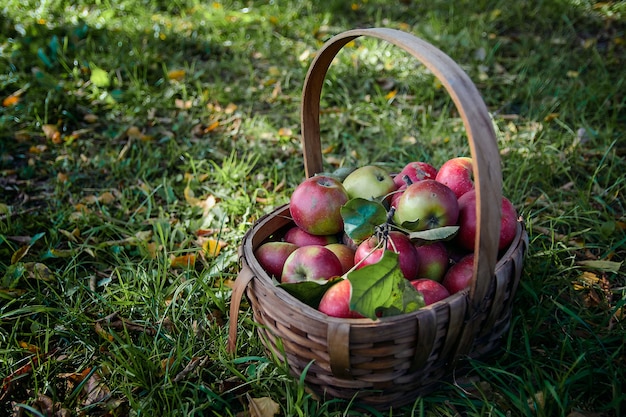 Basket with apples on the green grass