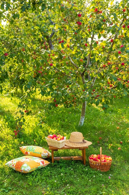 Premium Photo | Basket with apples stands on wooden bench on grass ...