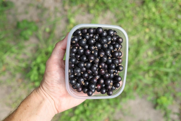 Basket with black currants in hands