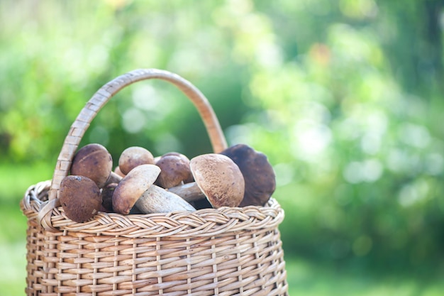 Basket with chic porcini mushrooms on a natural forest background, space for text