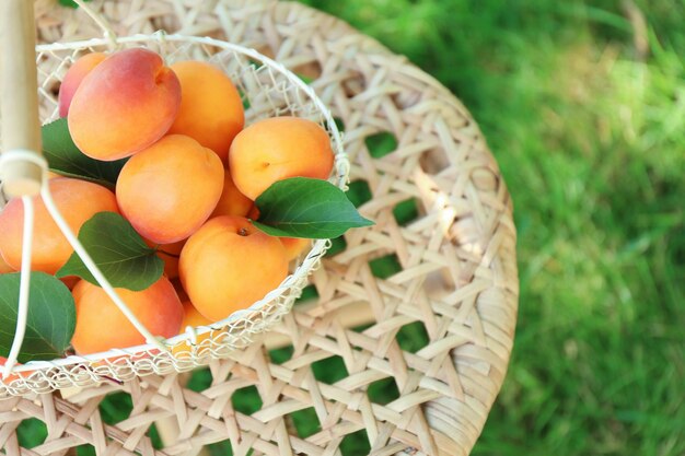 Basket with fresh apricots on wicker chair