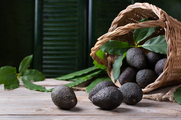 Basket with fresh organic avocados harvesting picking