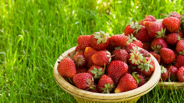 basket with garden strawberries on the green grass in the garden