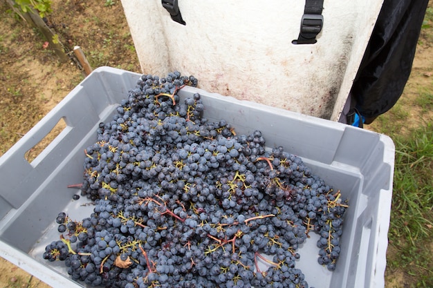 Foto cesto con uva durante la vendemmia