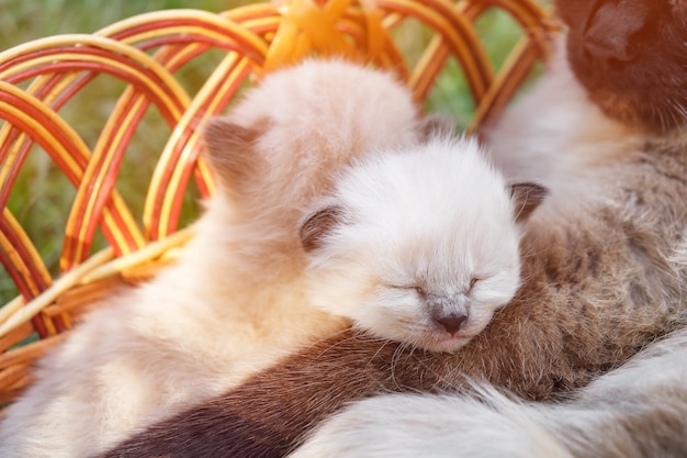 Basket with kittens and mother cat.