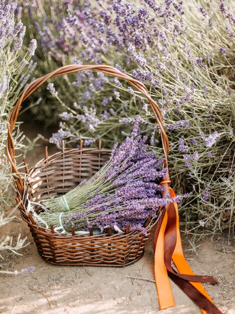 Foto cesto con lavanda e forbici vintage, provenza, francia.