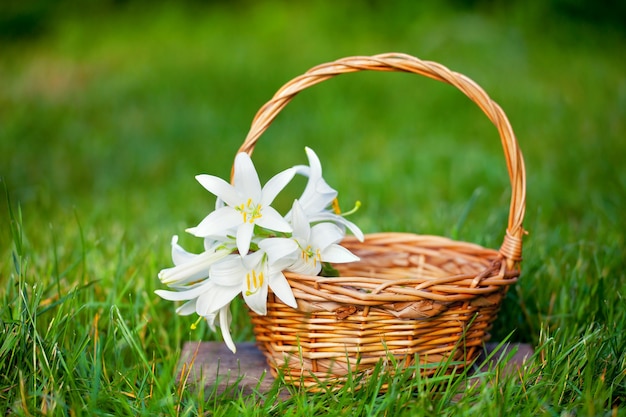 Basket with lily flowers on the grass