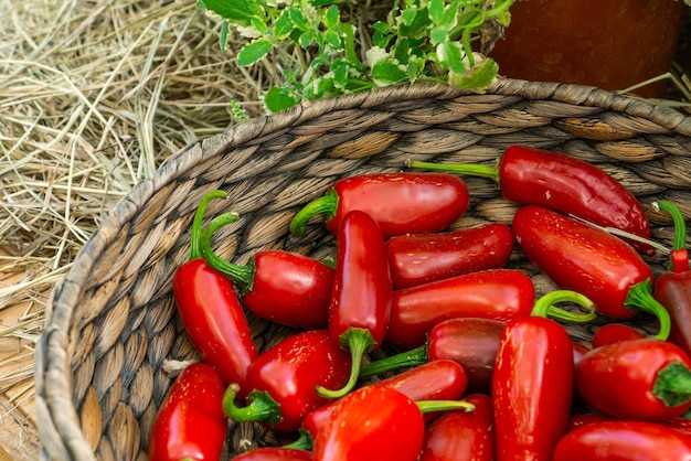 A basket with little red chili peppers