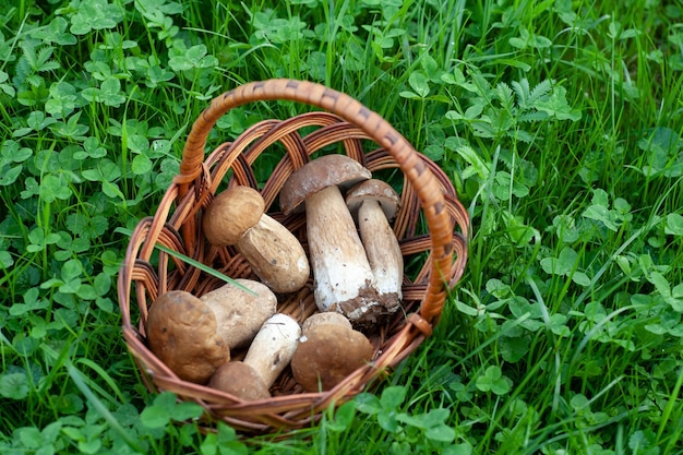 A basket with mushrooms lies on the grass. Local focus.